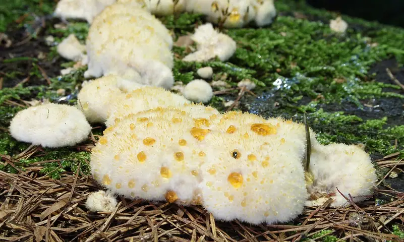 Drobnoporek sproszkowany (Postia ptychogaster)