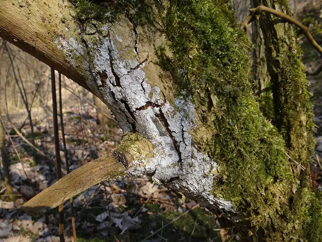 Drzewostrzępka klonowa (Dendrothele acerina)