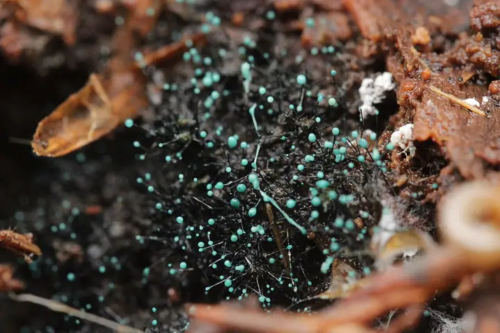 Drzewosztywka szmaragdowa (Dendrostilbella smaragdina)