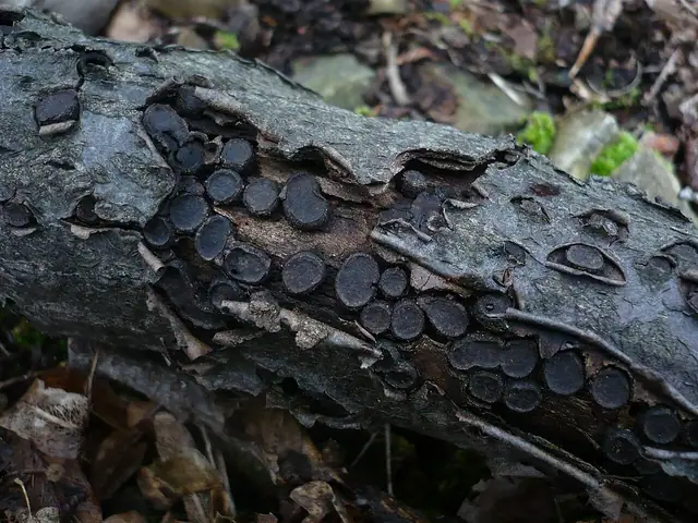 Dwupokrewniak obrzeżony (Biscogniauxia marginata)