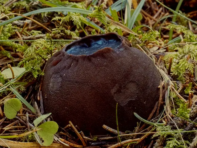 Dzbankówka kulista (Sarcosoma globosum)