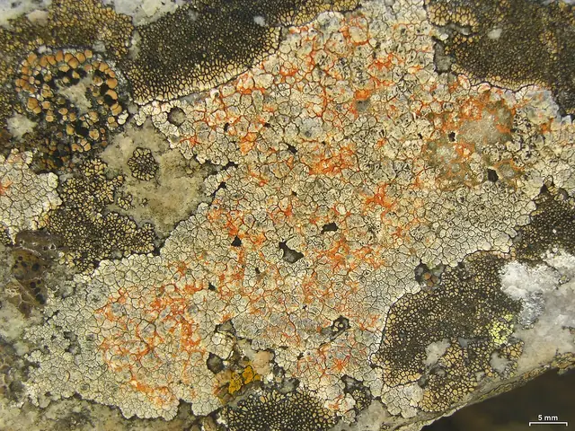 Dzbanusznik popielaty (Aspicilia cinerea)