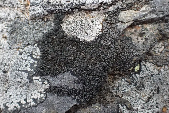 Dziwlik czarniawy (Miriquidica nigroleprosa)