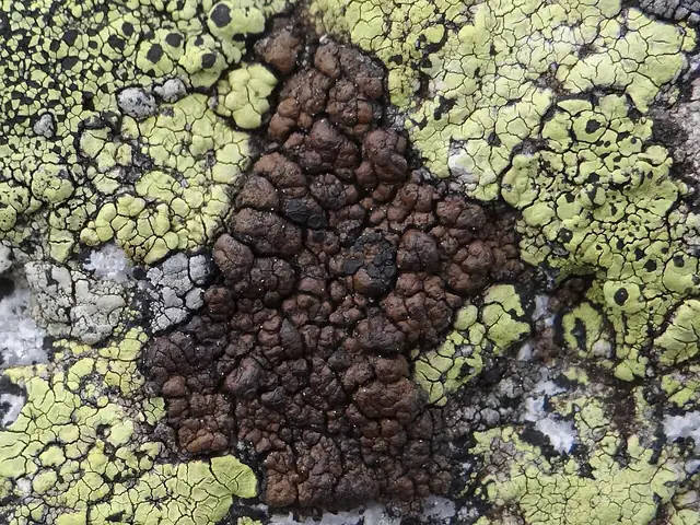 Dziwlik miedziany (Miriquidica garovaglii)