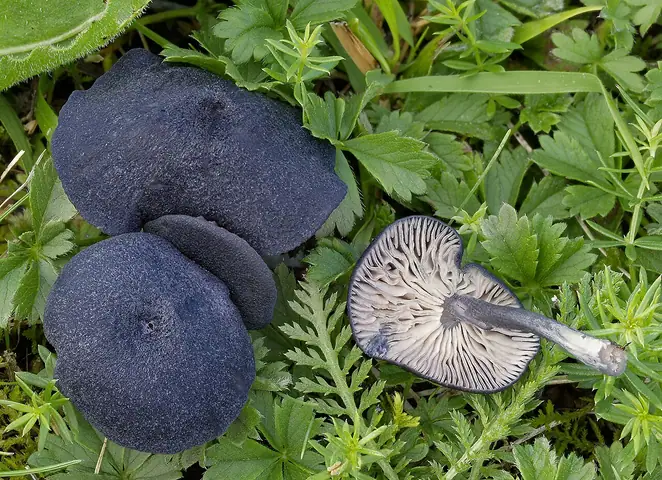 Dzwonkówka czarniawa (Entoloma serrulatum)