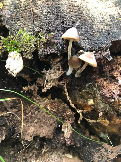 Dzwonkówka bagienna (Entoloma cuspidiferum)