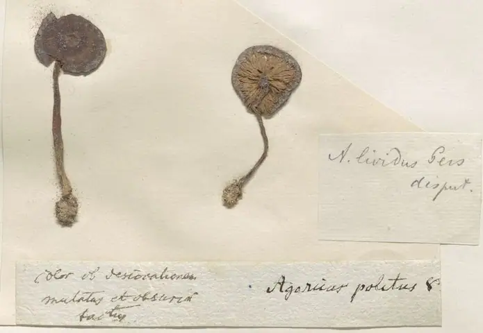 Dzwonkówka błotna (Entoloma politum)