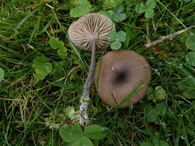 Dzwonkówka błyszcząca (Entoloma lividocyanulum)