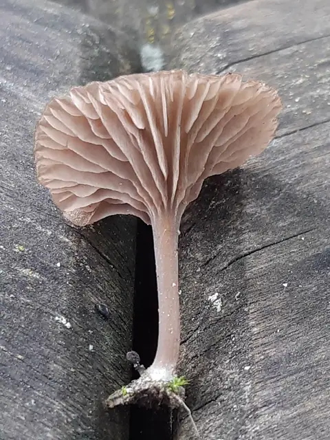 Dzwonkówka brązowoblaszkowa (Entoloma rusticoides)