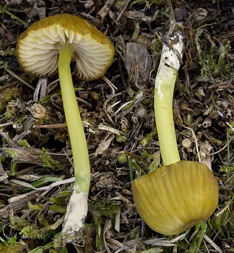 Dzwonkówka brązowozielona (Entoloma incanum)