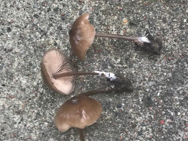 Dzwonkówka brodawkowata (Entoloma papillatum)