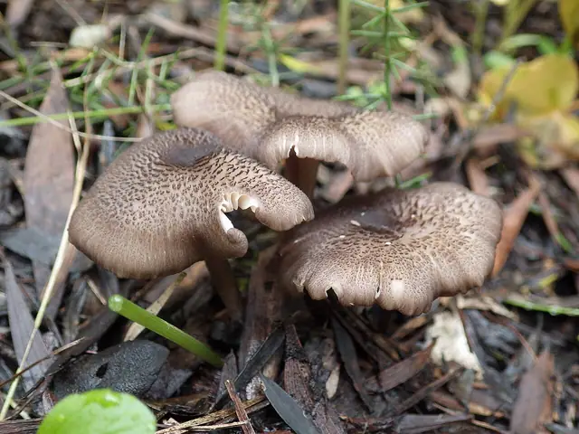 Dzwonkówka ciemniejąca (Entoloma turci)