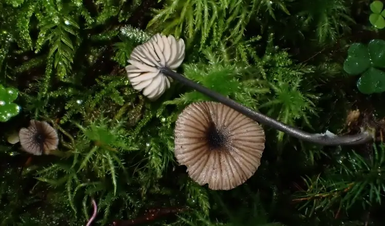 Dzwonkówka ciemnoniebieska (Entoloma cyanulum)
