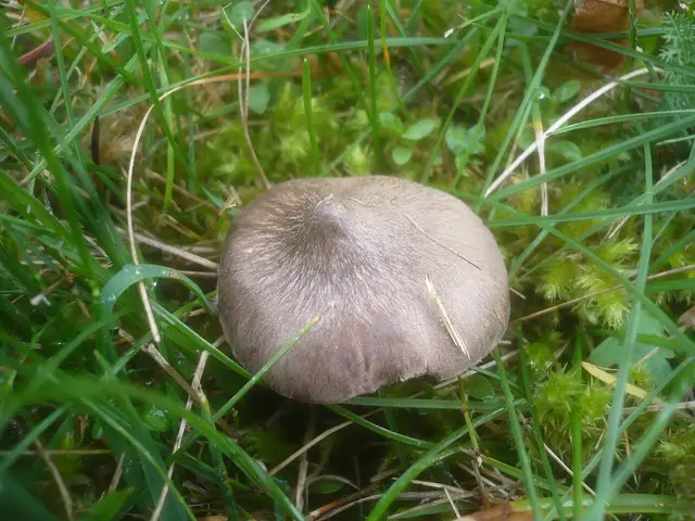 Dzwonkówka czekoladowoblaszkowa (Entoloma jubatum)