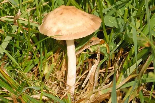 Dzwonkówka czerwonobrązowa (Entoloma juncinum)