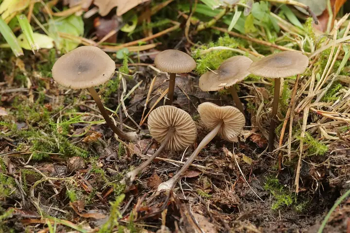 Dzwonkówka drobniutka (Entoloma minutum)