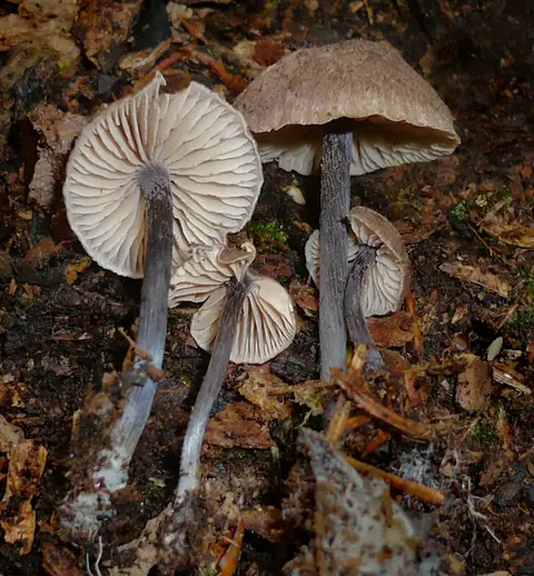 Dzwonkówka dwubarwna (Entoloma dichroum)