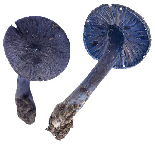 Dzwonkówka fioletowawa (Entoloma euchroum)