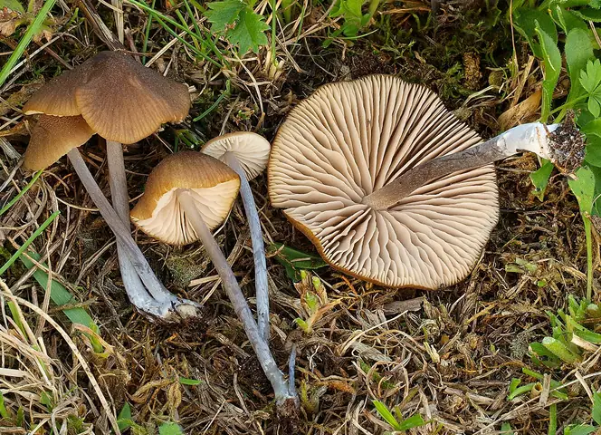 Dzwonkówka gromadna (Entoloma sodale)