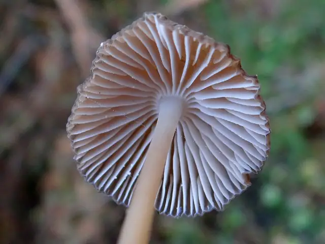 Dzwonkówka gruboblaszkowa (Entoloma clandestinum)