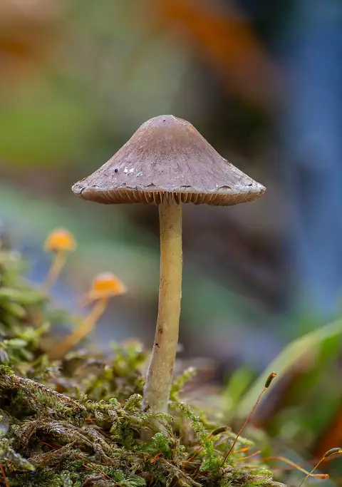 Dzwonkówka gwiaździstozarodnikowa (Entoloma conferendum)