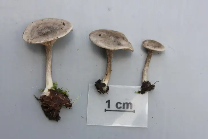 Dzwonkówka jasnoszara (Entoloma lanicum)