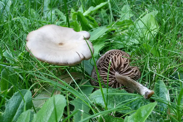 Dzwonkówka jedwabista (Entoloma sericeum)