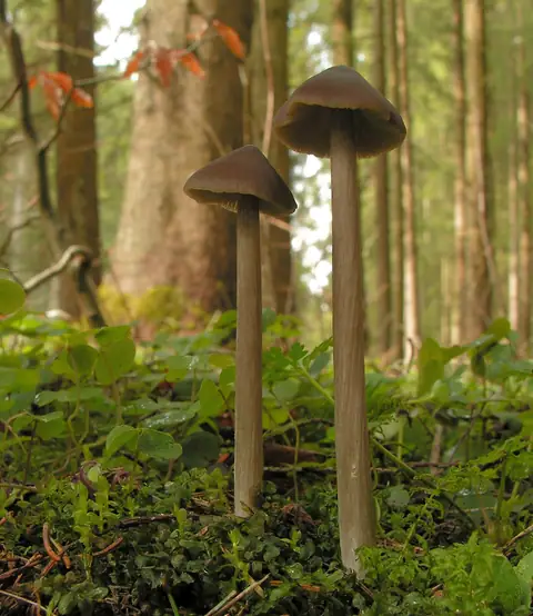 Dzwonkówka kosmatotrzonowa (Entoloma hirtipes)