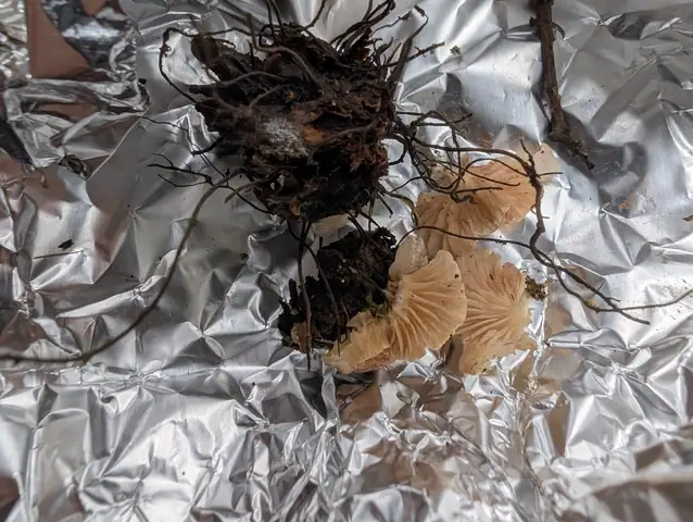 Dzwonkówka krótkotrzonowa (Entoloma depluens)