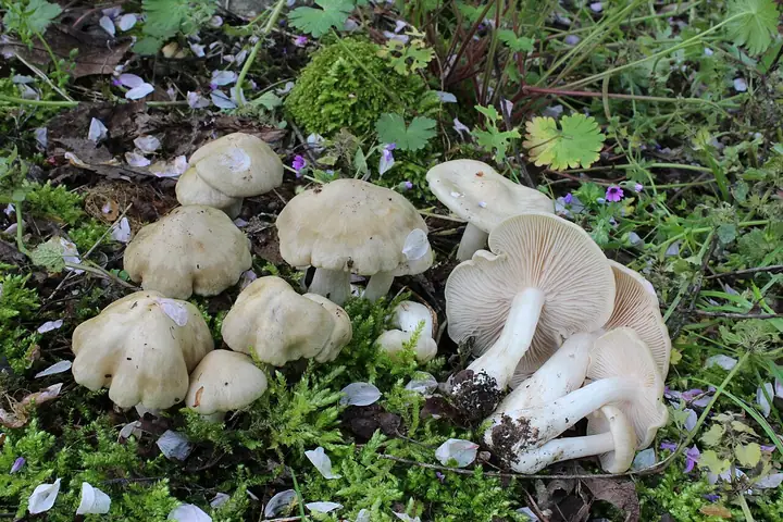Dzwonkówka mącznowonna (Entoloma sepium)