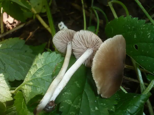 Dzwonkówka mała (Entoloma subradiatum)