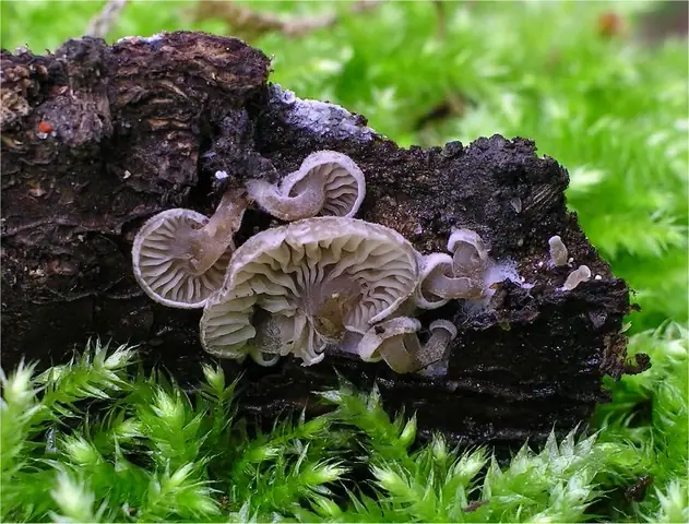 Dzwonkówka muszelkowata (Entoloma byssisedum)