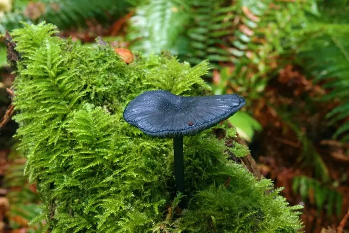 Dzwonkówka niebieskawa (Entoloma nitidum)