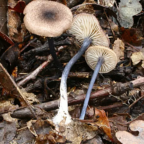 Dzwonkówka niebieskofioletowa (Entoloma placidum)