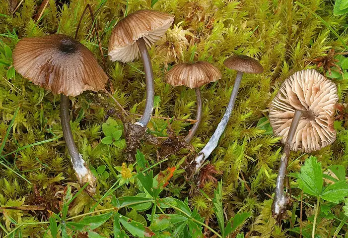 Dzwonkówka niebieskotrzonowa (Entoloma asprellum)