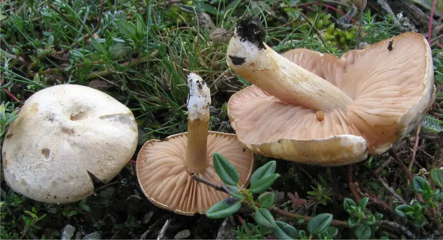 Dzwonkówka niesymetryczna (Entoloma excentricum)