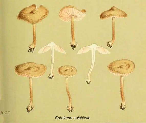 Dzwonkówka niewielka (Entoloma solstitiale)