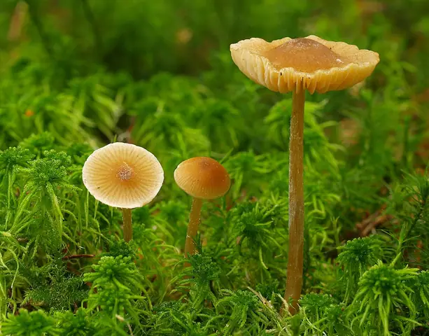 Dzwonkówka ochrowa (Entoloma cetratum)