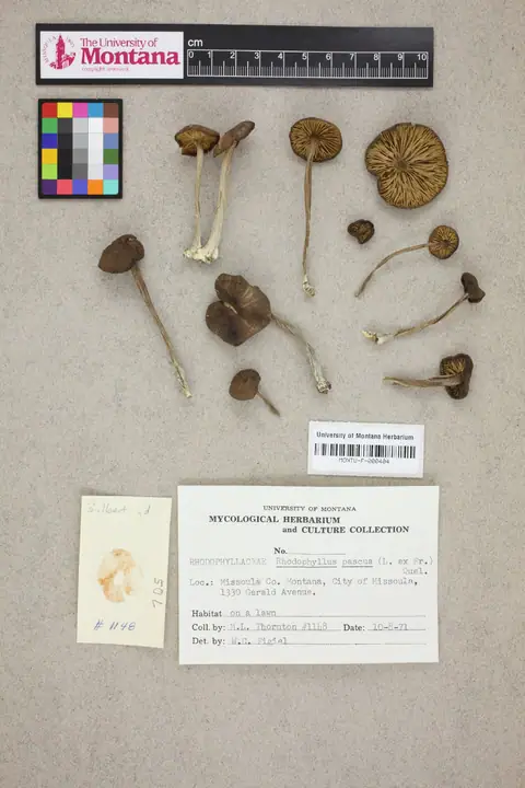 Dzwonkówka pastwiskowa (Entoloma pascuum)