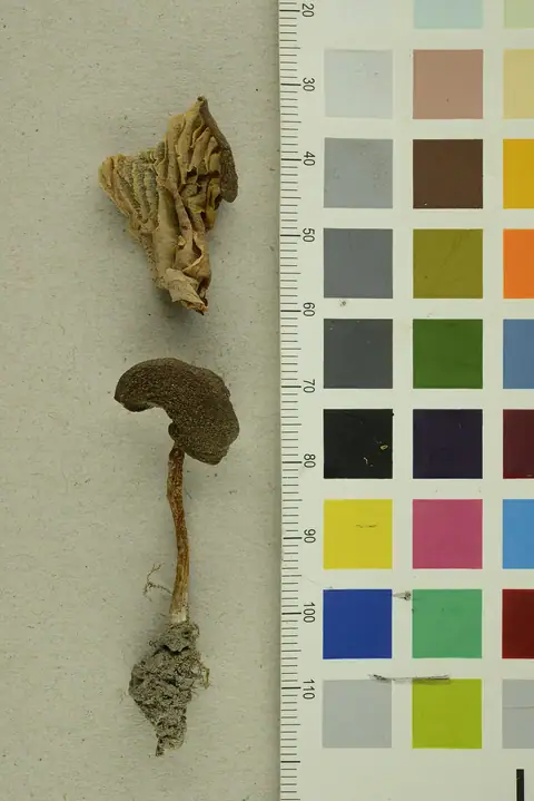 Dzwonkówka pieniążnicowata (Entoloma platyphylloides)