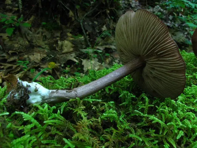 Dzwonkówka porfirowobrązowa (Entoloma porphyrophaeum)
