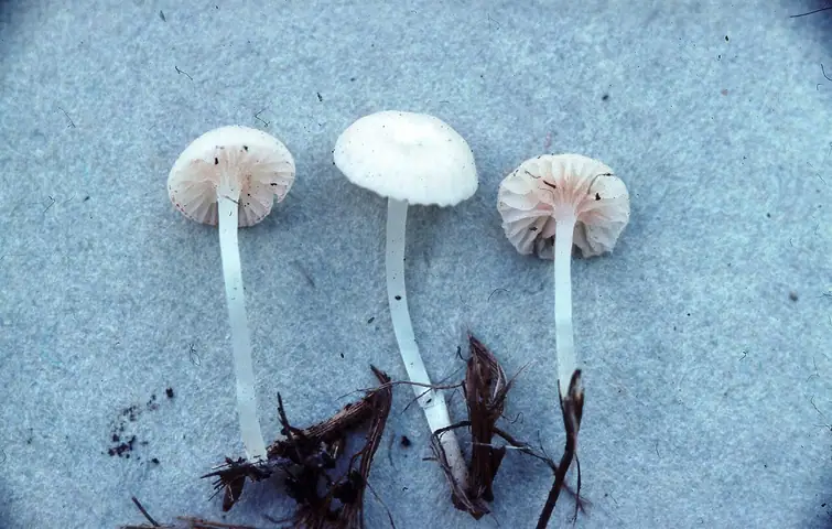 Dzwonkówka prążkowana (Entoloma percandidum)