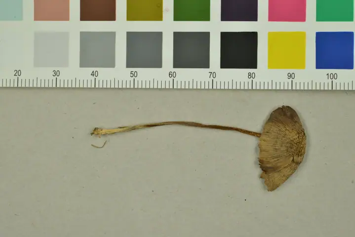 Dzwonkówka rdzawobrązowa (Entoloma sericeonitens)