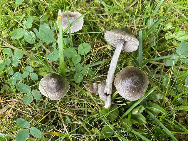 Dzwonkówka srebrzystowłóknista (Entoloma araneosum)