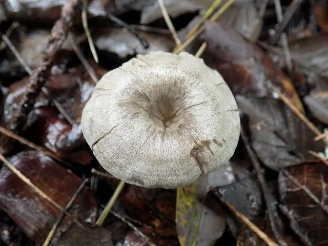 Dzwonkówka strefowana (Entoloma undatum)