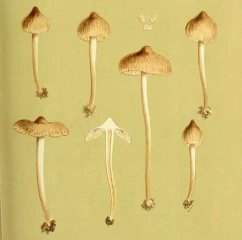 Dzwonkówka sutkowata (Entoloma mammosum)