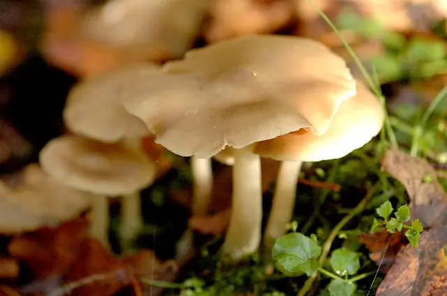 Dzwonkówka szara (Entoloma rhodopolium)