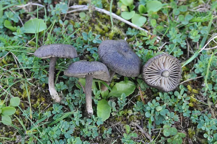 Dzwonkówka szaroczerwonawa (Entoloma indutoides)