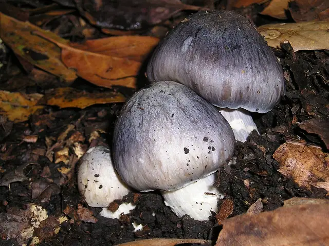 Dzwonkówka szarofioletowa (Entoloma bloxamii)