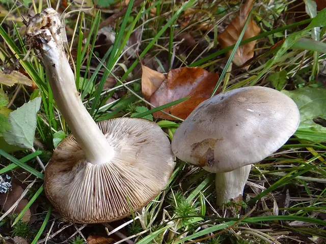 Dzwonkówka tarczowata (Entoloma clypeatum)